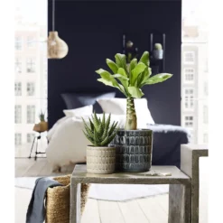 Scheurich Elna Yellow Ceramic Pot - 16cm -Home Style Shop 12912158 1254845868136031