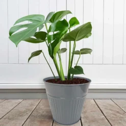 Ribbed Planter (3 Colour Mix) - 18cm 11 Ribbed Planter (3 Colour Mix) - 18cm -Home Style Shop 13193953 1834933504482486